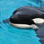 名古屋港水族館のシャチ「アース」急逝｜国内最大オスの死因と今後への視点